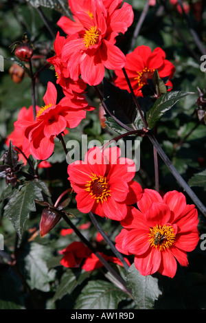 Scarlet rot Blumen des Collarette Dahlia Bischof von Llandaff Stockfoto