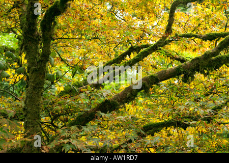 Farbige Blätter und Moos bedeckten Zweige der alten Acer Baum im Herbst Stockfoto