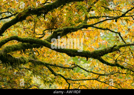 Farbige Blätter und Moos bedeckten Zweige der alten Acer Baum im Herbst Stockfoto