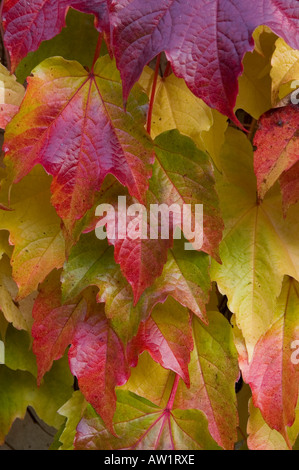 Bunte Blätter im Herbst Parthenocissus Tricuspidata veitchii Stockfoto