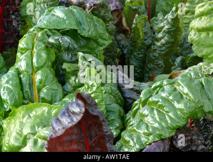 Mangoldblätter Stockfoto