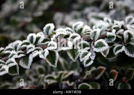 Winter-Jewles: Nahaufnahme Schuss von einigen Frost dekoriert Blätter in Beckenham Place Park, Lewisham, South East London Stockfoto
