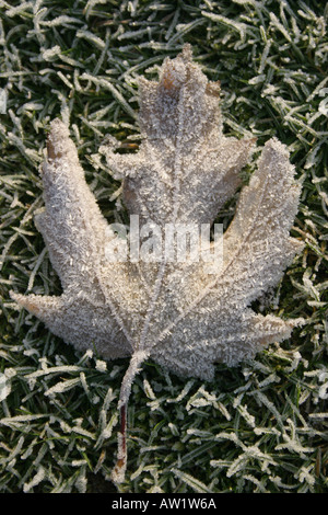 Frostigen!: Nahaufnahme Schuss von einem Frost bedeckten Blatt, ruht auf Frost bedeckt Rasen. Genommen in Beckenham Platz Park, Lewisham, S.E. Stockfoto