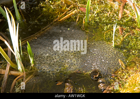 Eine Masse von Frogspawn in einer englischen Teich gemeinsame Frosch Rana Temporaria Ranidae Stockfoto