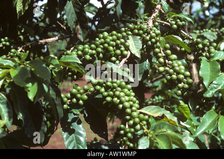 Gute Ernte des Arabica-Kaffees Beeren unreif und grün auf den Busch in der Nähe von Nairobi Stockfoto