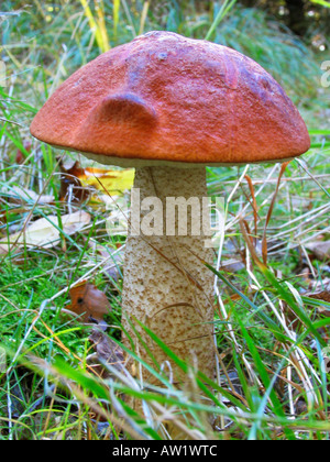 Bolet Orange (Leccinum Aurantiacum) Stockfoto
