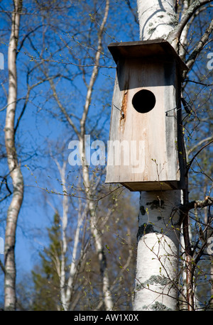 Isolierte neue hölzerne Vogelnestbox auf Birke, Finnland Stockfoto