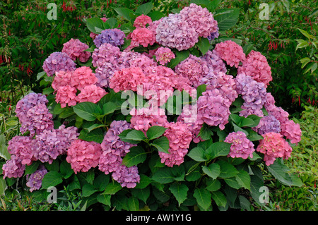 Unten Hortensie, Französisch Hortensie, Lacecap-Hortensien (Hydrangea Macrophylla Fethke), blühenden Busch Stockfoto