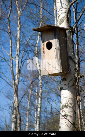 Neue hölzerne Vogelnistkasten auf Birke, Finnland Stockfoto