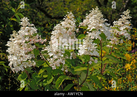 Rispen-Hortensie (Hydrangea Paniculata Pink Diamond), Blüte Stockfoto