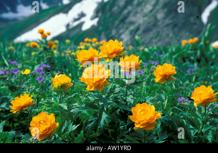 Asiatischen Welt Blumen Trollblume Asiaticus. Region Altai-Sajan, subalpine Wiesen Sibiriens Stockfoto