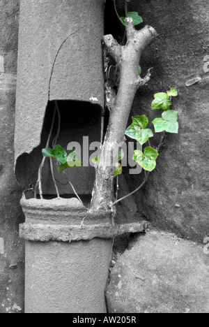 Gemeinsamen Efeu Hedera Helix wächst aus Rohr Stockfoto