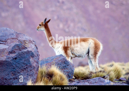 Chile Atacama-Wüste Vicuna Stockfoto