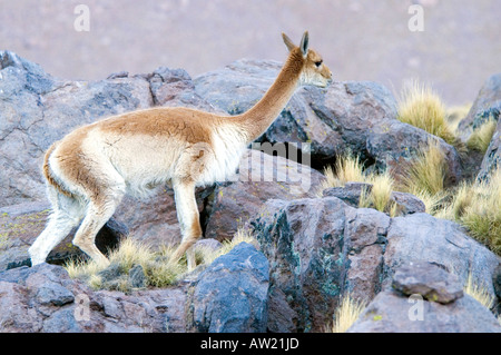 Vicuna Chile Atacama Wüste Vicuna Stockfoto