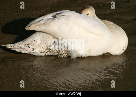 weiße Höckerschwan putzen in Ebbe mudbank Stockfoto