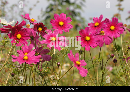 Garten-Kosmos, mexikanische Aster (Cosmos Bipinnatus), blühende Pflanzen in einem Garten Stockfoto