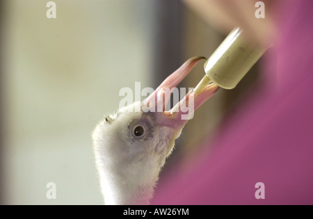 Flamingo Küken feeds aus einer Spritze im Whipsnade Zoo UK Stockfoto