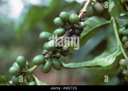 Kaffee-Beerenkrankheit Colletotrichum kahawae Infektion auf Kaffeebeeren Kenia Stockfoto