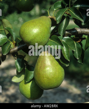 Reife Doyenne du Comice Birnenfrucht am Baum, Oxfordshire Stockfoto