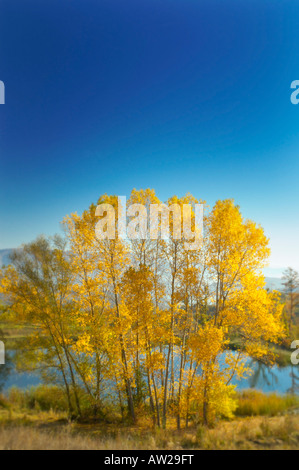 Trees and pond Tuscany Italy Stockfoto