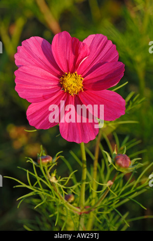 Blume Garten Kosmos, mexikanische Aster (Cosmos Bipinnatus), Stockfoto