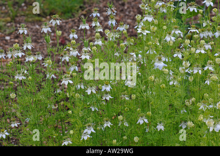 Schwarzer Kümmel, Schwarzkümmelöl (Nigella Sativa), Blütezeit stand Stockfoto