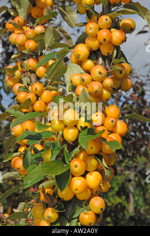 Holzapfel (Malus Golden Hornet), Zweig mit Äpfel an einem Baum Stockfoto