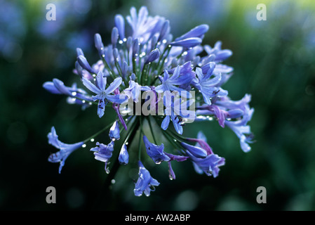 Agapanthus in voller Blüte im Morgentau Stockfoto