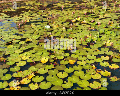 Seerosenteich in Phanom Rung Park in Thailand Stockfoto