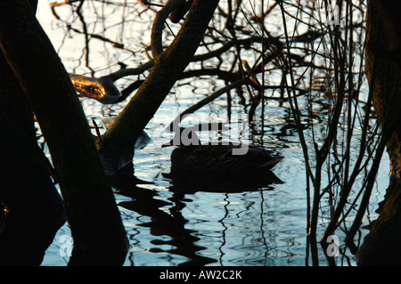 Eine Silhouette Mallard Ente Schwimmen unter überhängenden Baum Branches.At Tittisworth Reservoir In Staffordshire England. Stockfoto