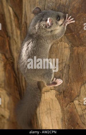 Essbare Siebenschläfer Kletterbaum, Slowenien Stockfoto