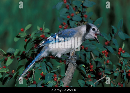 Blue Jay juvenile, Cyanocitta Cristata, Berufung. Stockfoto