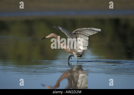 Rötliche Silberreiher dark Morph, Egretta saniert, um Fische zu fangen versuchen. Stockfoto