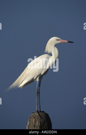 Rötlich weiße Reiher Morph, Egretta saniert, thront auf Post. Stockfoto