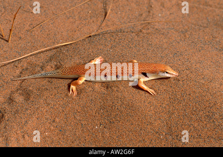 Scincus Albifasciatus Laterimaculatus auf dem Sand Marokko Stockfoto