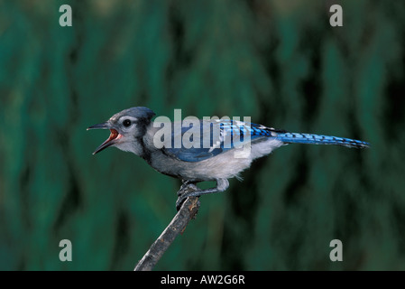 Blue Jay juvenile, Cyanocitta Cristata, Berufung. Stockfoto