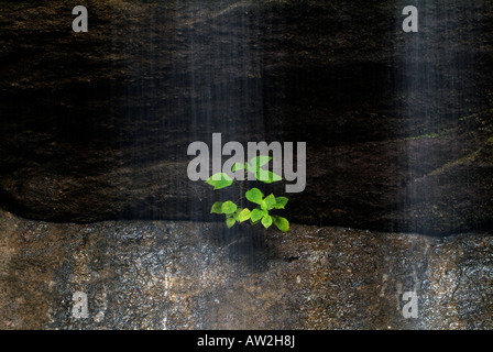 Wasser ähnlich helle Wangen hinunter und beleuchten einen kleinen grünen blätterte Baum Groing durch einen Riss im Felsen Stockfoto
