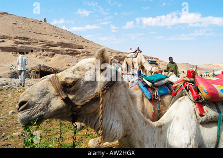 Kamele auf dem Westjordanland, Aswan, die darauf warten, die Menschen zum Kloster des Heiligen Simeon aus dem 7. Jahrhundert und zum Mausoleum des Aga Khan, Ägypten, zu bringen Stockfoto