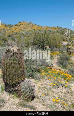 Wüstenlandschaft während der Mohn Frühjahrsblüte in Bartlett Lake Recreation Area in Arizona im Jahr 2008 Stockfoto