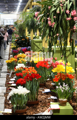 Tulpe-Wettbewerb-Anzeige. Masse der verschiedenen hellen farbigen Tulpen in mehrere Zeilen Philadelphia Blume angeordnet show 2008 Stockfoto