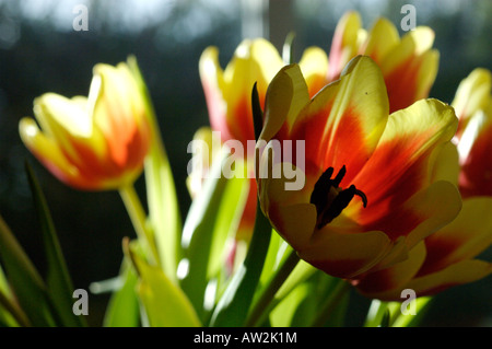 Stresa rote und gelbe Tulpen Stockfoto