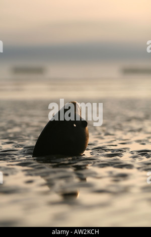 2. Weltkrieg britische Helm auf Gold Beach Arromanches Bayeux Normandie Frankreich Day Stockfoto