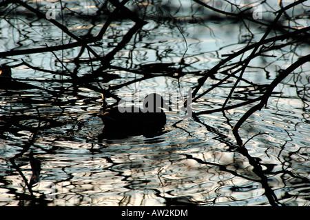 Eine Silhouette Mallard Ente Schwimmen unter überhängenden Baum Branches.At Tittisworth Reservoir In Staffordshire England. Stockfoto