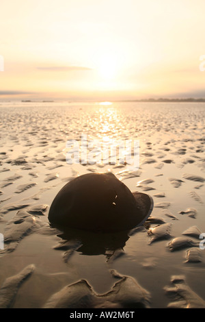 2. Weltkrieg britische Helm auf Gold Beach Arromanches Bayeux Normandie Frankreich Day Stockfoto