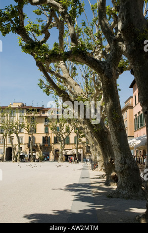 Schatten der gekappte Bäume in der Piazza Napoleone Lucca Toskana Italien Stockfoto