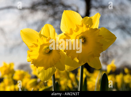 Blühende Narzissen (Narcissus Pseudonarcissus) im Hyde park Stockfoto