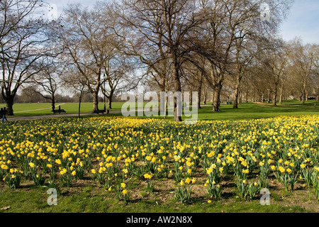 Blühende Narzissen (Narcissus Pseudonarcissus) im Hyde park Stockfoto