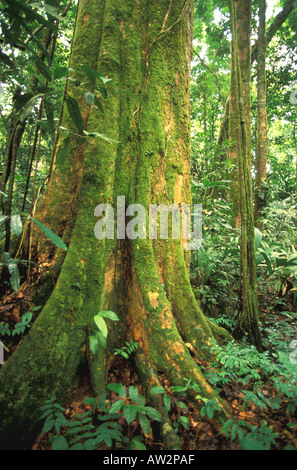 Regenwald von Costa Rica in Tortuguero Bereich Stockfoto