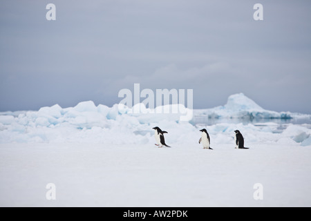 Drei Adelie-Pinguine auf der Eisscholle im Weddell-Meer in der Antarktis Stockfoto