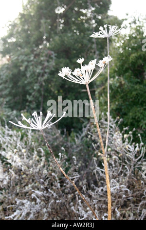 Frostiger Morgen Pflanzen im winter Stockfoto